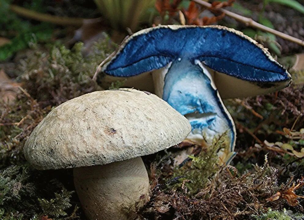 Грибы которые синеют на срезе съедобные. Моховик синеет. Гиропорус синеющий (gyroporus cyanescens). Польский гриб синеет. Белый синеет на срезе.