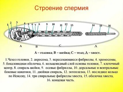 Шейке спиралью