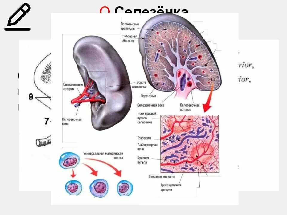 Селезенка тест. Строение селезенки анатомия. Селезенка на срезе анатомия. Строение селезенки на латинском. Эмбриональное развитие селезенки.