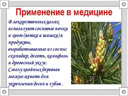 Сосновая хвоя применение