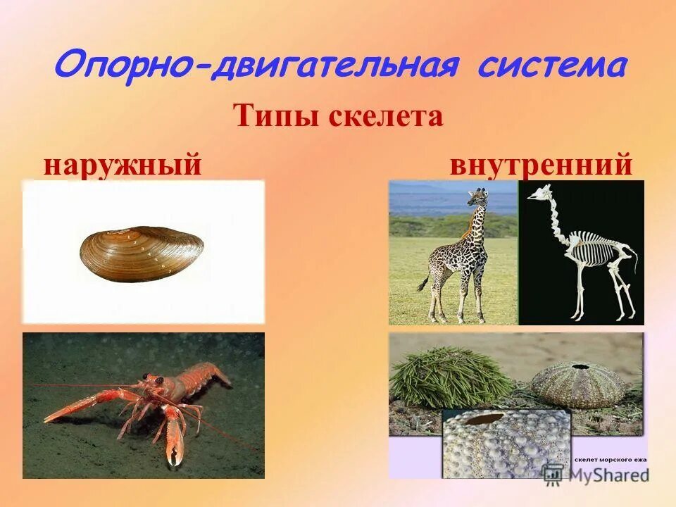 Внутренний скелет состоит из