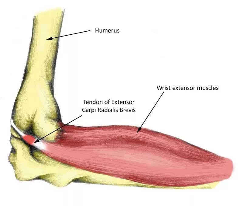 Локтевой сустав мышцы и сухожилия. Сухожилия разгибателей локтевого сустава. Сухожилия локтевого сустава анатомия. Мышцы локтевого сустава анатомия. Анатомия локтевого сустава мышцы связки сухожилия.