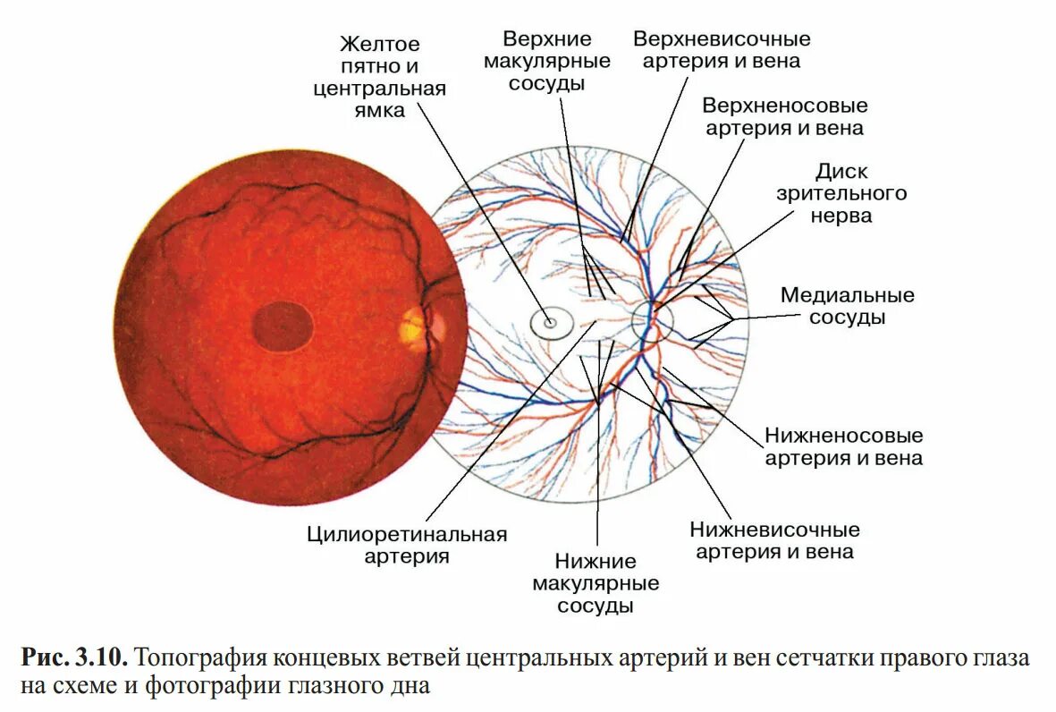 Диск зрительного нерва сетчатки анатомия. Сосуды глазного дна анатомия. Артерии и вены глазного дна. Сетчатка строение кровоснабжение. Кровообращение зрения