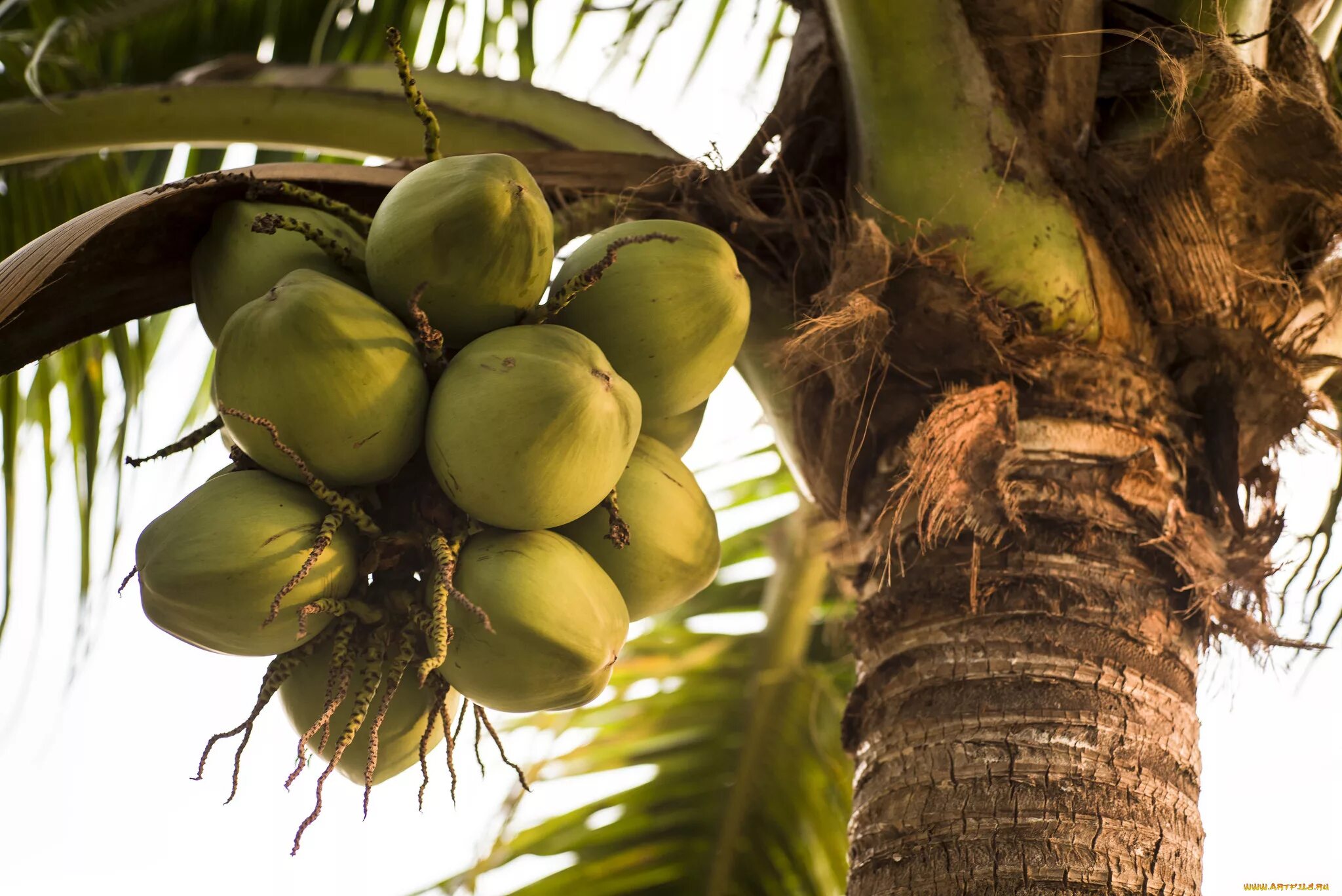 Кокосовая пальма (cocos nucifera). Кокосовая пальма в природе. Кокосовая пальма в природе. Кокос в природе. Вьетнам пальма кокос.