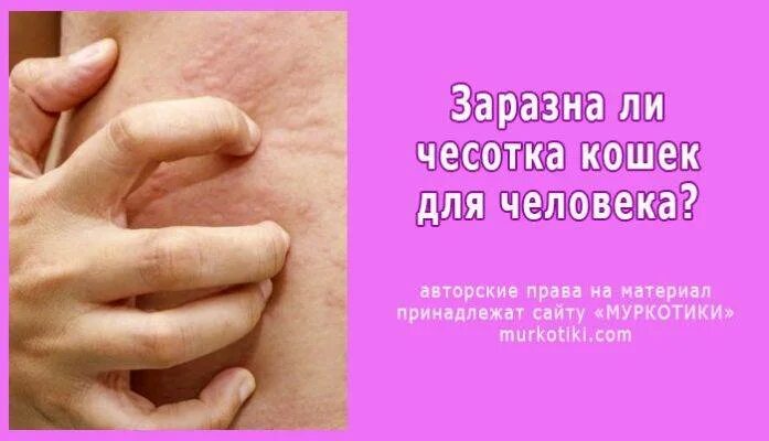 Малассезионный дерматит у собак и кошек- перевод из SMALL ANIMAL DERMATOLOGY A C