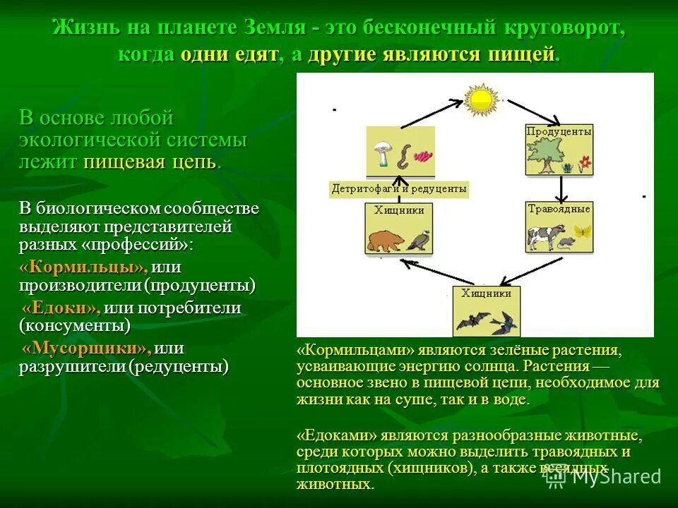 Описание любой экосистемы. Зелёные растения в экосистеме являются. Экосистема Луга Разрушители. Схема переноса энергии в экосистеме. Распределение энергии в экосистеме.