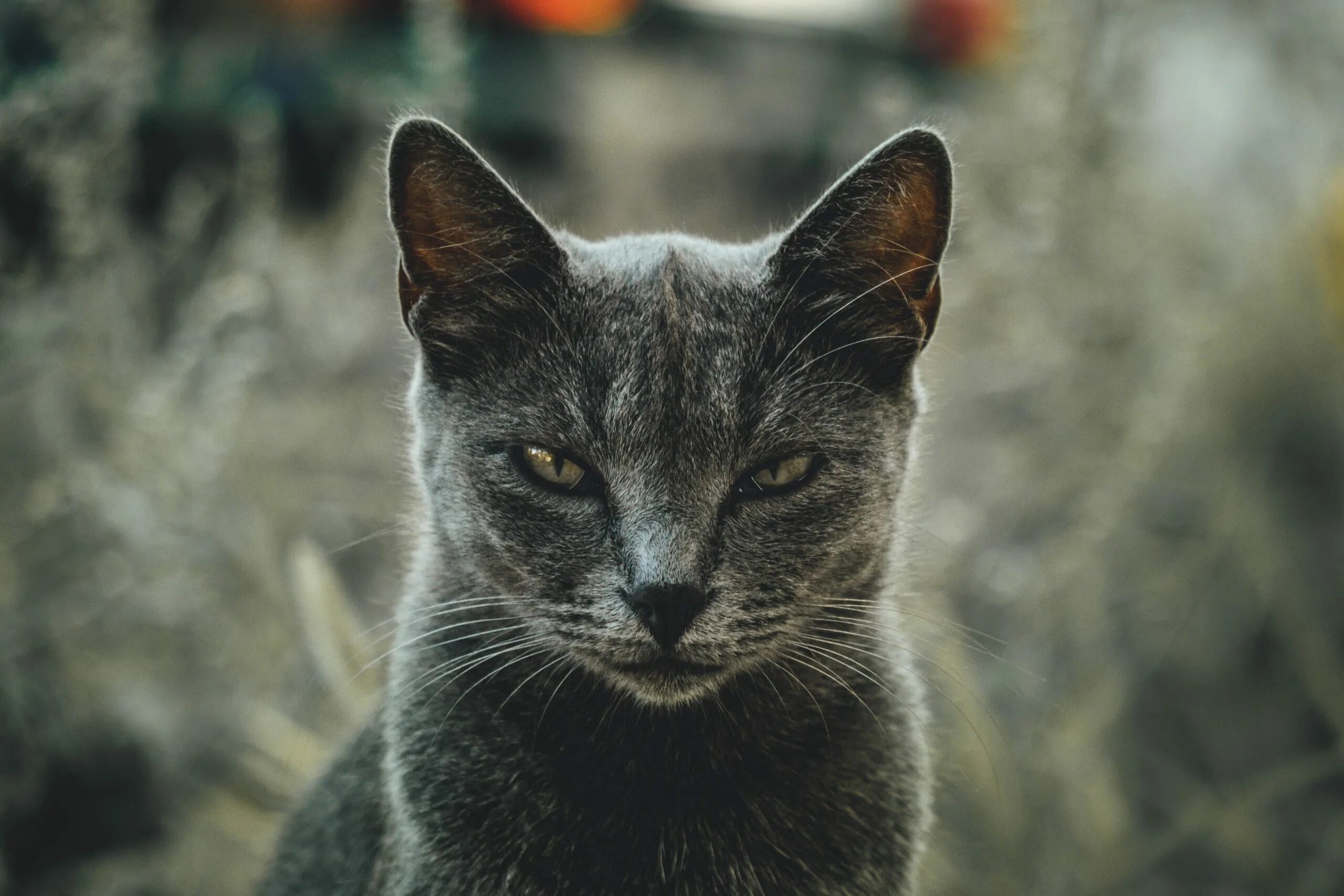 Сонник нападающий кот