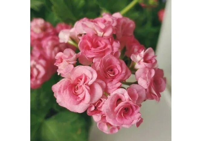 Graingers Antique rose пеларгония Новинка - купить в Санкт-Петербурге, цена 1 00