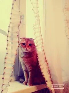 Коты екатерины 2