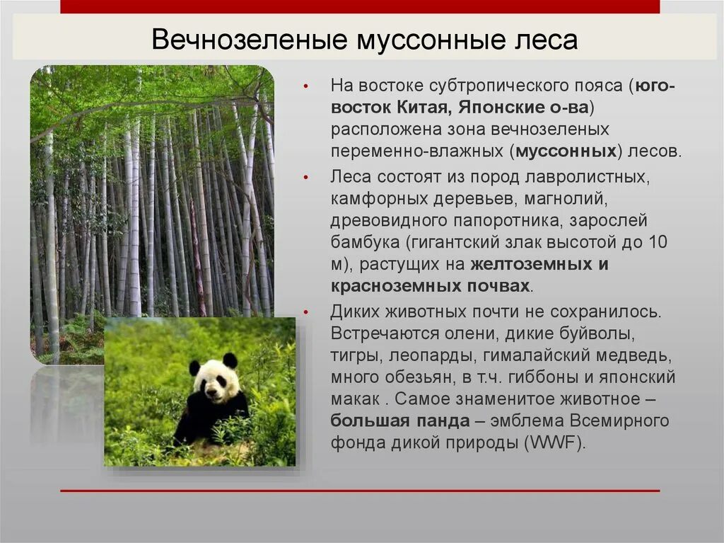 Характеристика переменно влажных лесов. Фауна муссонных лесов в Евразии. Климат вечнозеленых муссонных лесов в Евразии. Зона субтропических муссонных лесов Евразии. Природная зона Евразии зона переменно-влажных лесов.