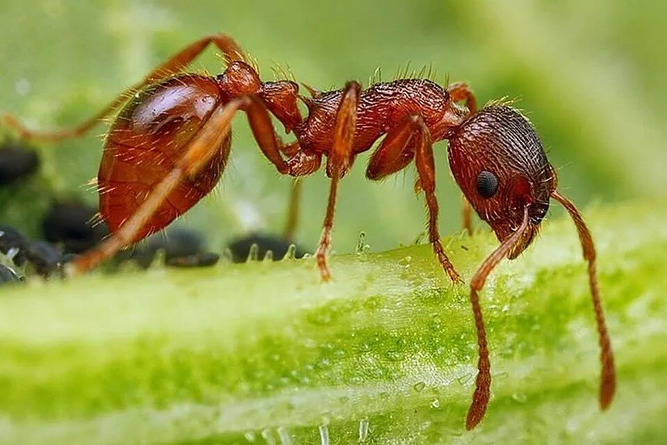 Myrmica rubra. Myrmica ruginodis. Рыжая мирмика. Рыжая мирмика муравей.