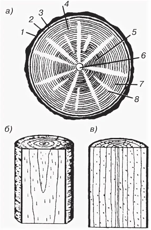 Сделайте кольцевой надрез на древесной ветки. Тангенциальный разрез ствола дуба.. Глубина обугливания древесины. Радиальный срез древесины. Структура дерева рисунок.