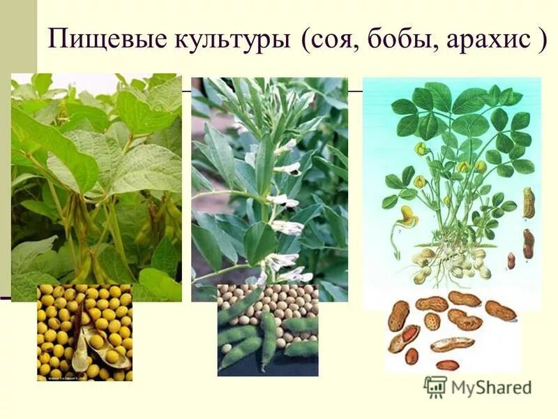 Презентация на тему семейство бобовые