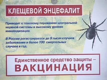 Прививка от клещевого энцефалита когда начинает действовать
