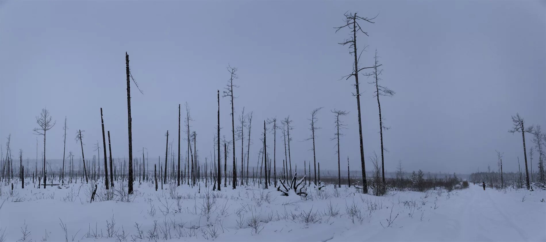 горелый лес. мертвый лес калининград. кильпола горелый лес. горелый лес. "горелый лес" крым.