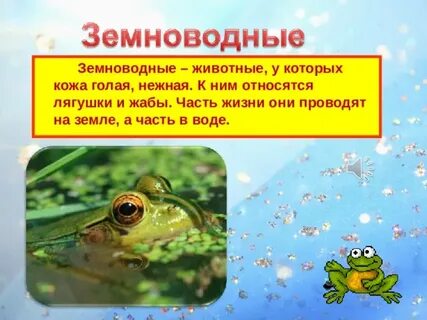 Лягушка к какому относится