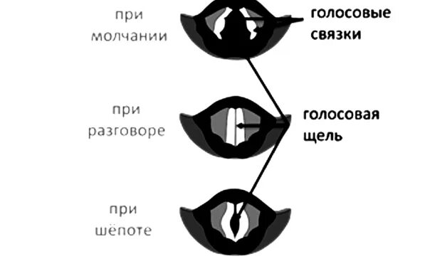 Положение голосовых связок при шепоте. Положение голосовых связок. Головые связки при молчание. Голосовые свящки примолчании.