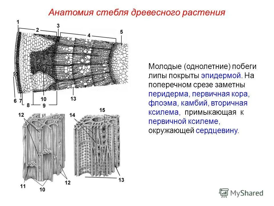 Анатомия стебля растения. Строение стебля древесных двудольных. Продольный срез стебля древесного растения. Строение поперечного среза древесного стебля. Биология поперечный срез стебля.