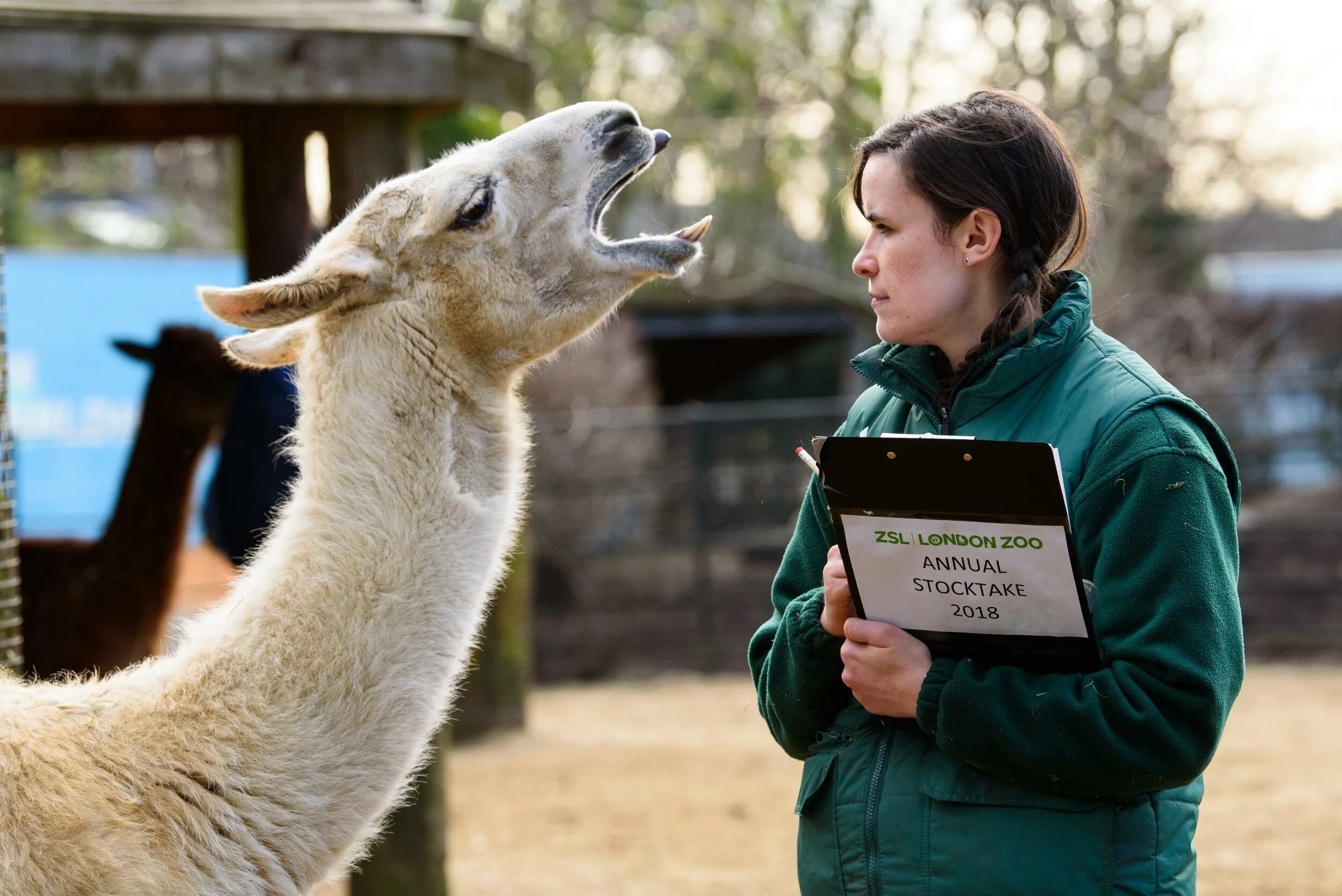 Мониторинг животного мира. Бд ветеринарная клиника. Учет домашних животных. Лама в московском зоопарке. Производственная карточка свиноматки форма 1-св-к.