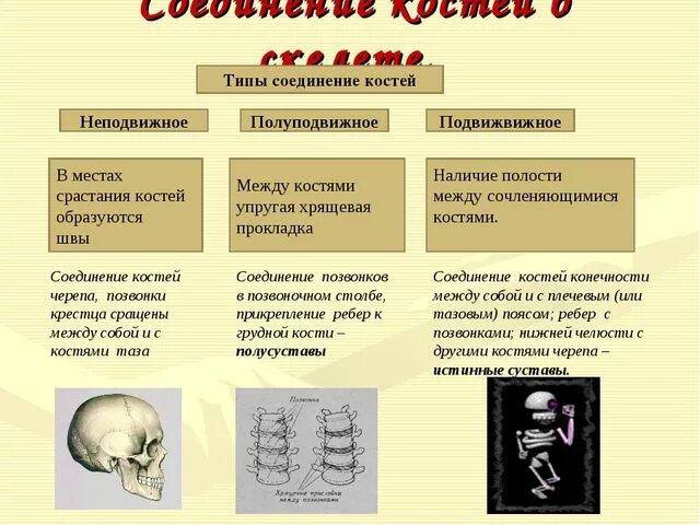 Таблица соединений кости. Схема типы соединения костей биология 8 класс. Соединения костей подвижные и неподвижные полуподвижные таблица. Типы соединения костей 8 класс биология. Типы соединения костей таблица 8 класс.