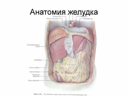Анатомия живота
