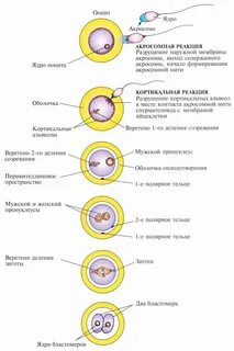 Создание яйцеклеток