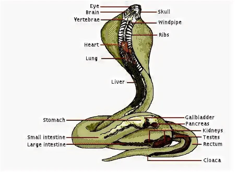 Какое тело у змей. Пищеварительная система змеи схема. Строение пищеварительной системы змеи. Внутреннее строение змеи. Королевская Кобра внешнее строение.