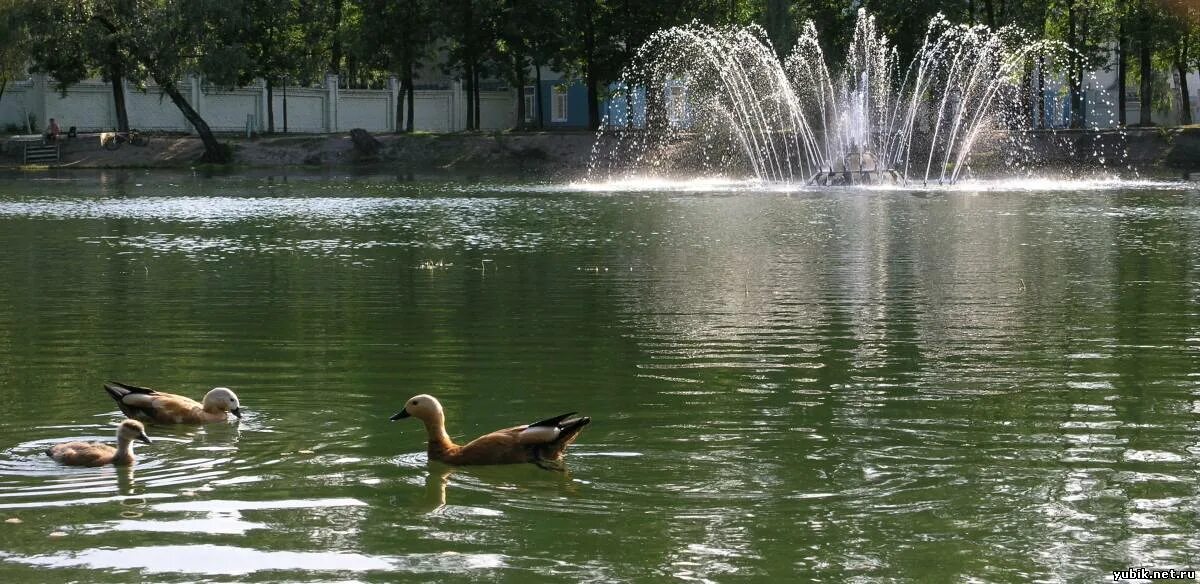 Костино 3. Костинский фонтан Королев. Пруд Костино Королев. Фонтан Королев Костино. Город королёв - пруд с утками у церкви а Костино - 2022 год.