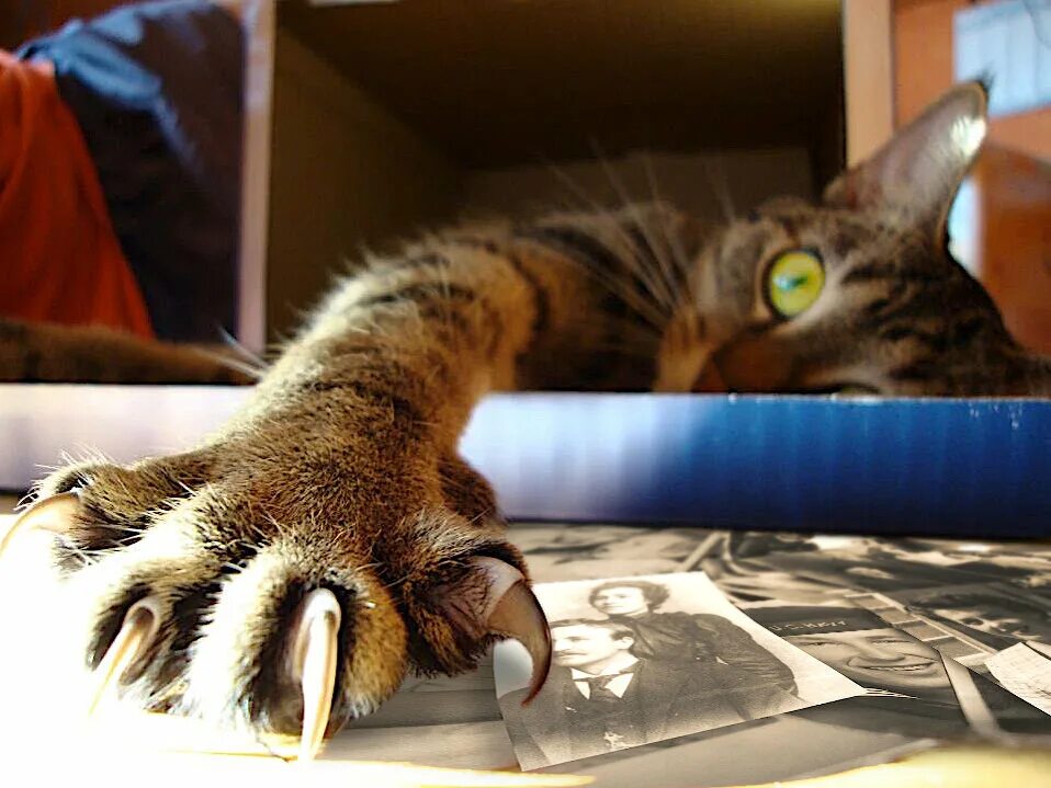 Почему кот вытягивает лапы. Кошачий коготь. лапа кота с когтями. кошка царапает. кот выпускает когти.