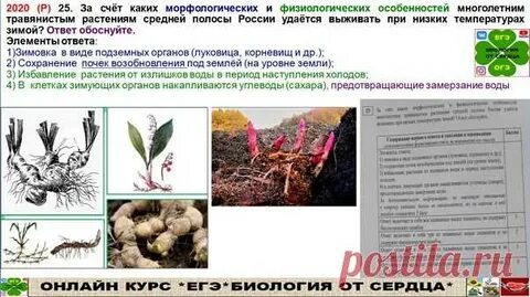 Задания егэ по биологии растения