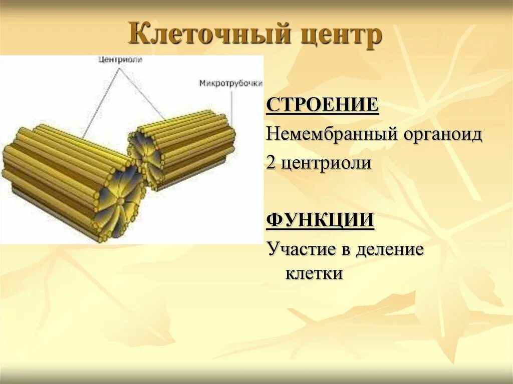 Функции центросомы. Клеточный центр строение и функции. Клеточный центр строение и функции 9 класс. Структура клетки и функции клеточного центра. Органоид клеточный центр строение и функции.