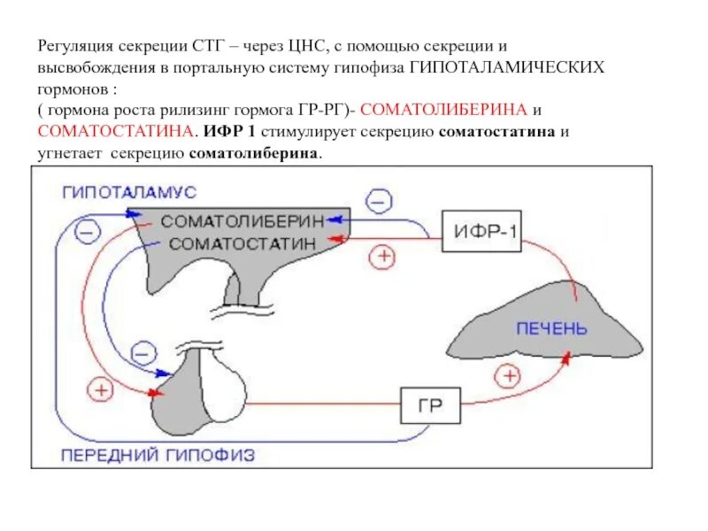 Регуляция роста и развития. Регуляция секреции стг. регуляция секреции соматотропного гормона. механизм действия соматотропного гормона схема. контур регуляции секреции соматотропного гормона.