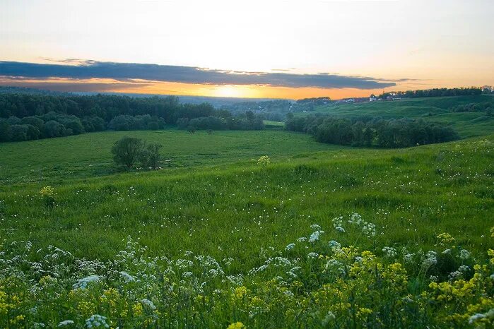 растительный мир леса степи. природной растительности лесостепи. лесостепная зона растительный мир. растительный мир леса степи. растительный мир леса степи.