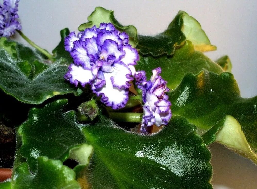 Фиалка saintpaulia. Узамбарская фиалка махровая. Людей фиалка. Фиалка вайолет. Сенполия узамбарская фиалка.
