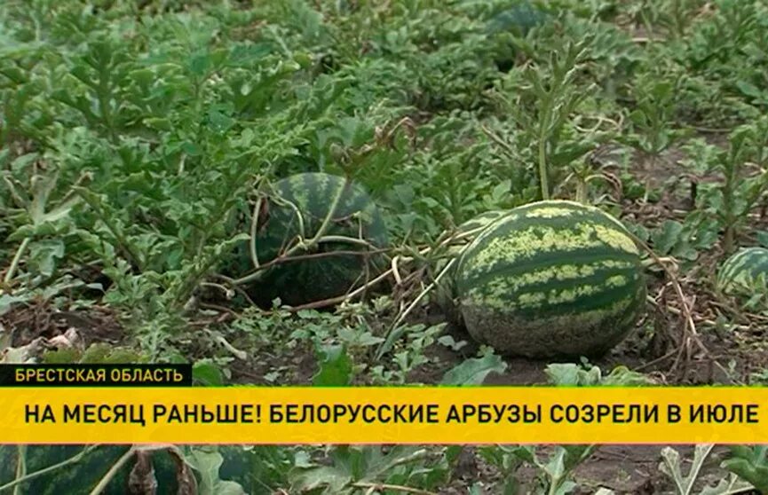 Арбуз соренто f1. Раннеспелые арбузы. Арбузы в июле откуда. Бахча арбузов. Арбуз лапландия f1.