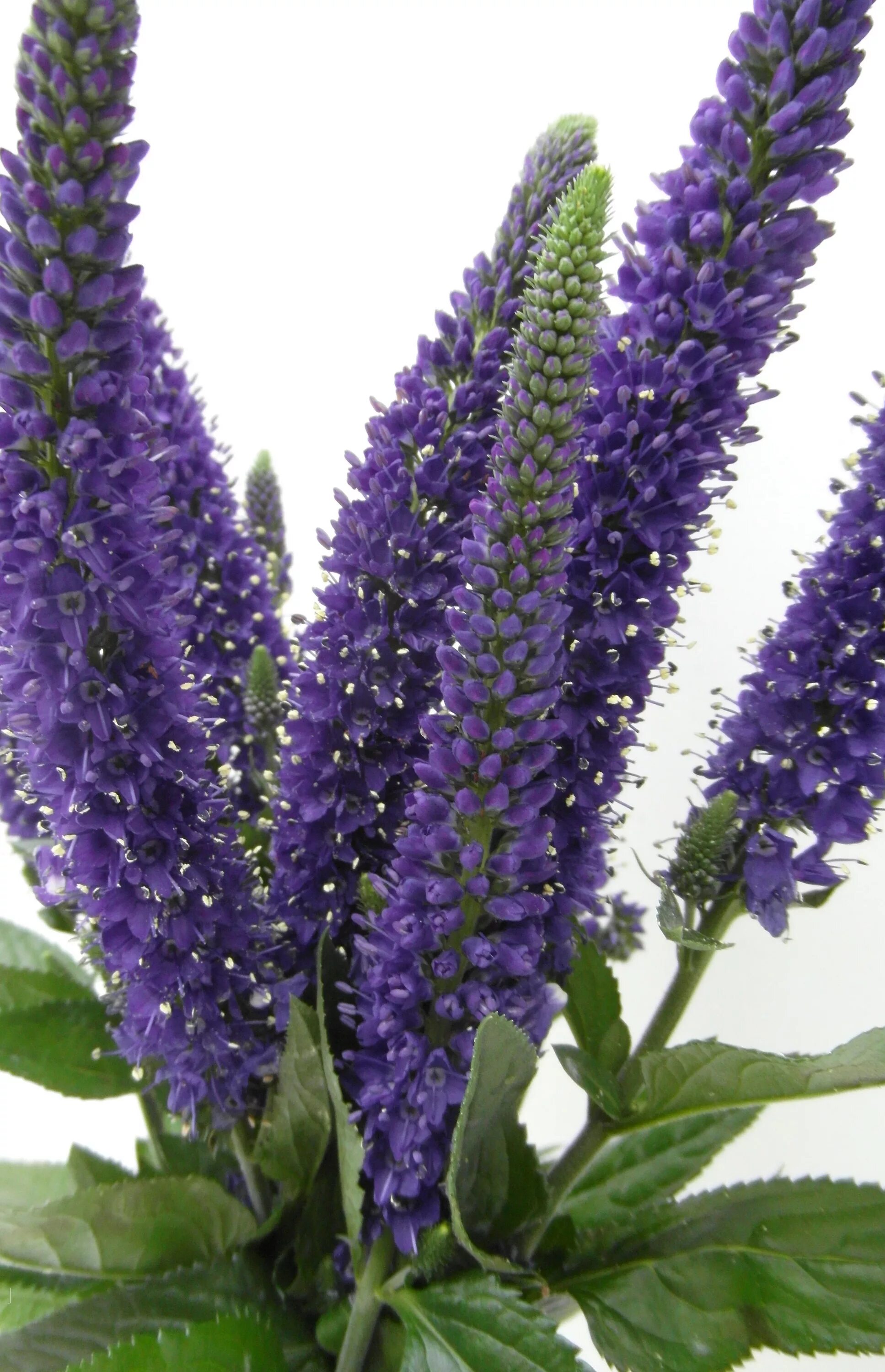 Purple pointed bss. Purple pointed bss