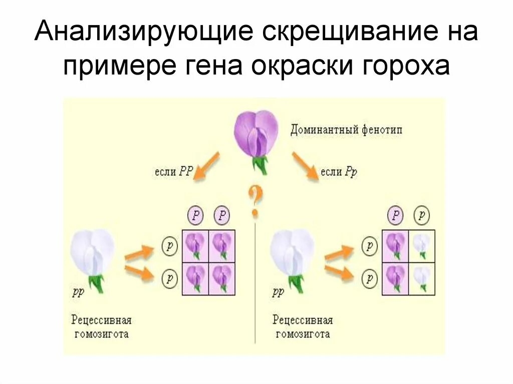 Анализирующее моногибридное скрещивание схема. Анализирующее скрещивание. Анализирующее скрещивание пример. Неполное доминирование анализирующее скрещивание. Мендель аллельные гены