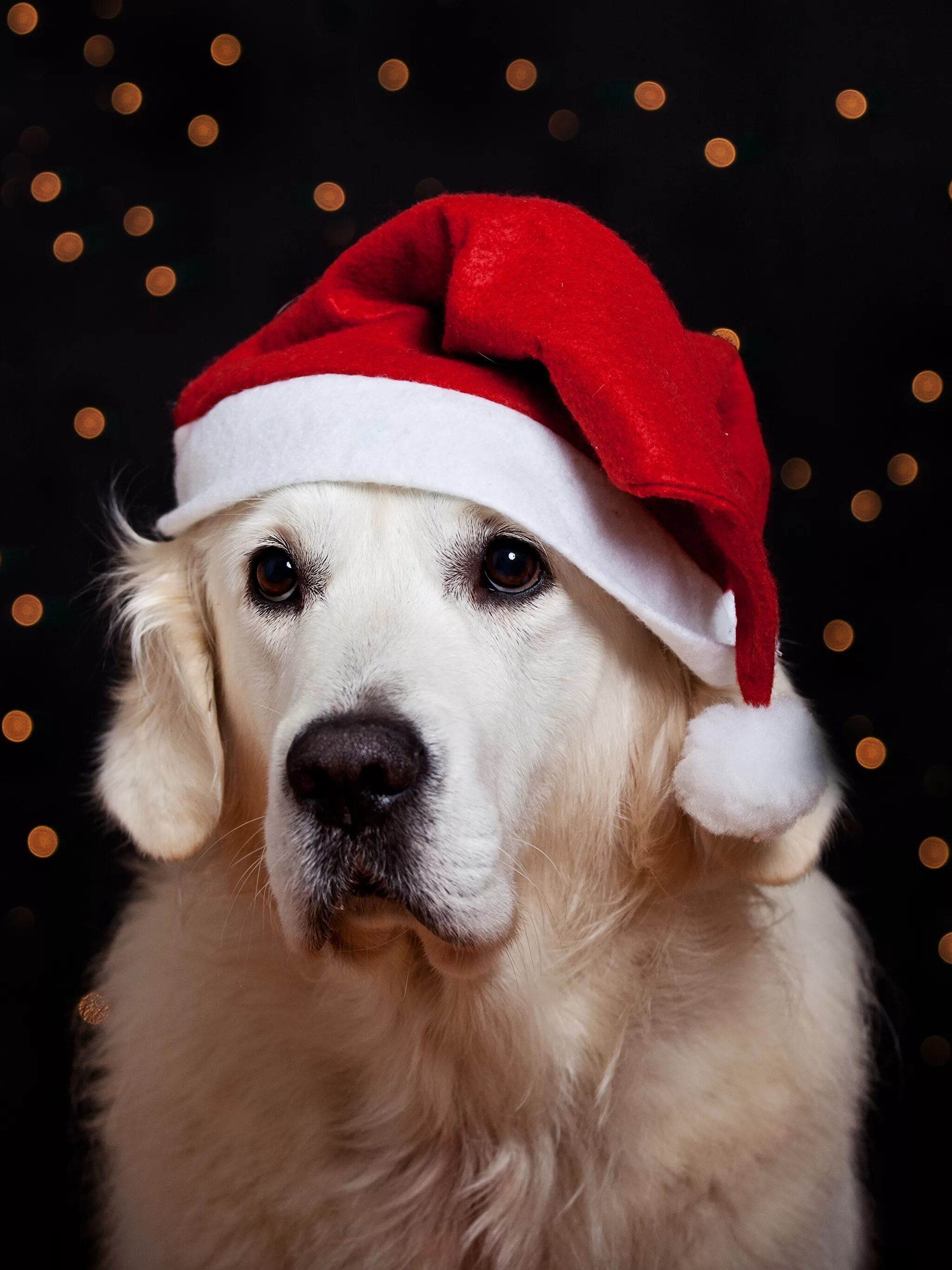 новогодняя собака. 2008 год собаки. такса новый год. собака в новогодней шапке. 2008 год собаки.