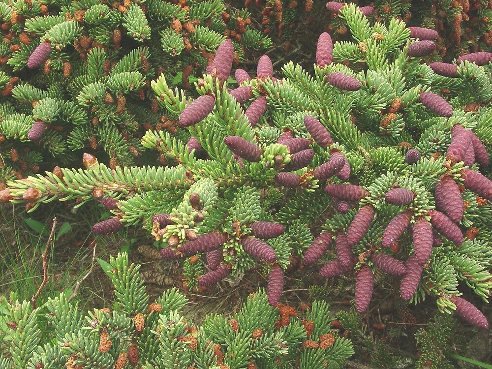 Picea glauca. Ель сизая (Picea glauca). Ель сизая (Picea glauca) “Alberta Globe”. Ель канадская Picea glauca.