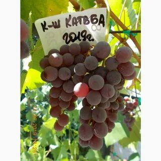 Виноград хамелеон отзывы