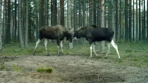 Гон лосихи
