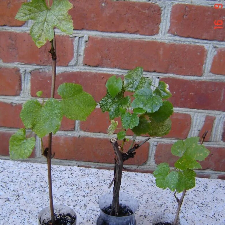 виноградный саженец эмир. черенкование винограда. виноград арзамас. саженцы винограда. авито саженцы винограда.