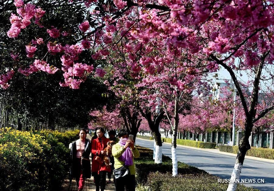 сакура в краснодаре. цветение сакуры в краснодаре. парк галицкого японский сад сакура. парк галицкого сакура. краснодар парк галицкого цветет сакура.