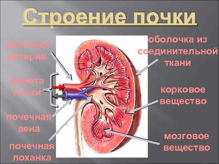 Выделительная система человека лоханки\. Почечная лоханка почечная Вена почечная артерия. Строение почки почечные ворота. Ворота почки анатомия.