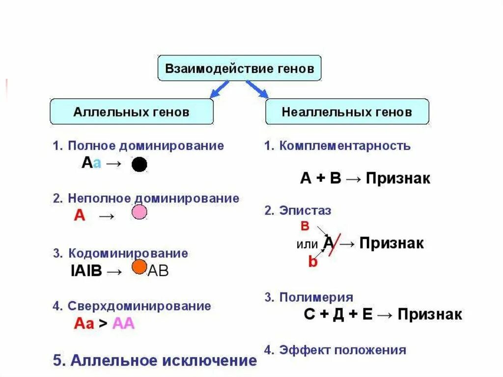 Схема типы взаимодействия аллельных генов. Взаимодействие между генами таблица. Схема взаимодействия аллельных и неаллельных генов. Формы взаимодействия между генами таблица. Полное доминирование аллельных генов