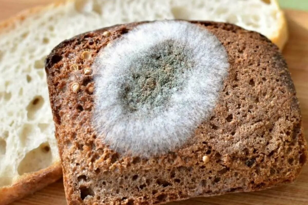 Почему быстро плесневеет. Плесень мукор на хлебе. Плесень на продуктах. Плесневение хлеба. Белая плесень на хлебе.