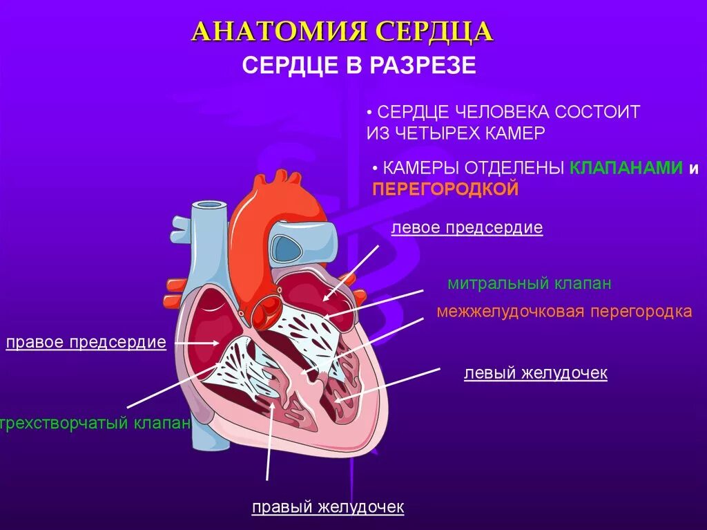 Срез сердца человека. Сердце анатомия. Сердце состоит из. Сердце человека состоит. Строение сердца человека.