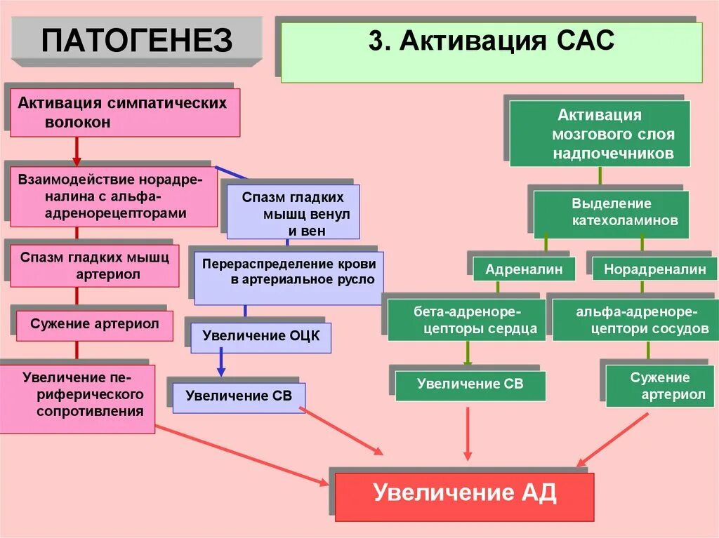 Сас в медицине. Патогенез артериальной гипертензии САС. Артериальная гипертензия патофизиология. САС патфиз. Патогенез гипертонической болезни схема.