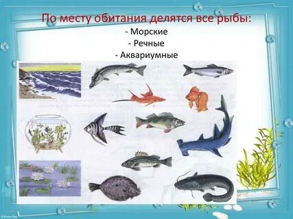 Рыбы презентация для подготовительной группы