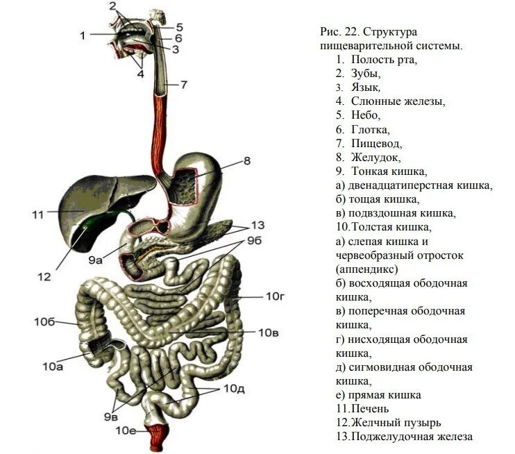 Анатомическое строение пищеварительной системы человека. Пищеварительная система строение тонкой кишки. Общий план строения пищеварительной системы схема. Структура пищеварительной системы анатомия.